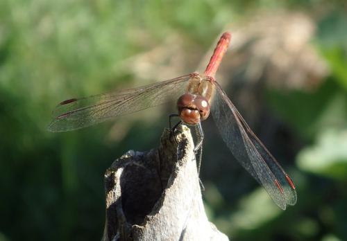 Sympetrum striolatum
